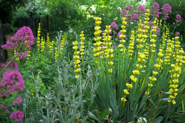 Essential plants for all-season radiance in your uk garden